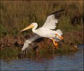 _5SB5084 american white pelican